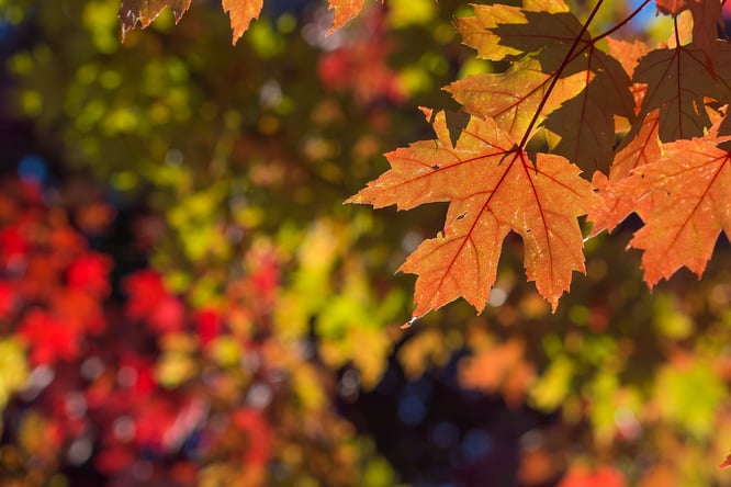 How To Keep Leaves From Blowing Into Your Garage