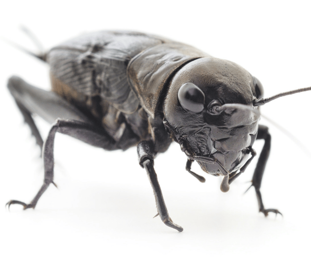 How To Keep Crickets Out Of Your Garage How To Get Rid Of Crickets In Garage